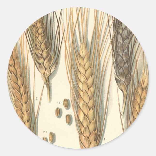 Adesivo Redondo Planta De Trigo Resistente À Seca, Agricultura De  (Frente)