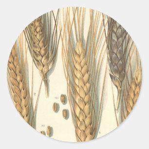 Adesivo Redondo Planta de Trigo Resistente à Seca, Agricultura Vin
