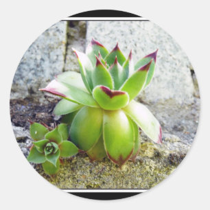 Adesivo Redondo planta do succulent