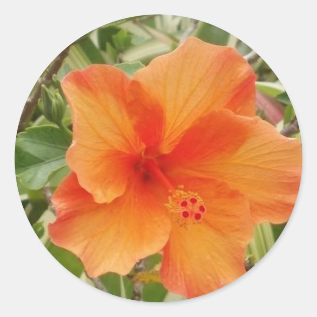 Adesivo Redondo planta hibiscus laranja hawaii (Frente)