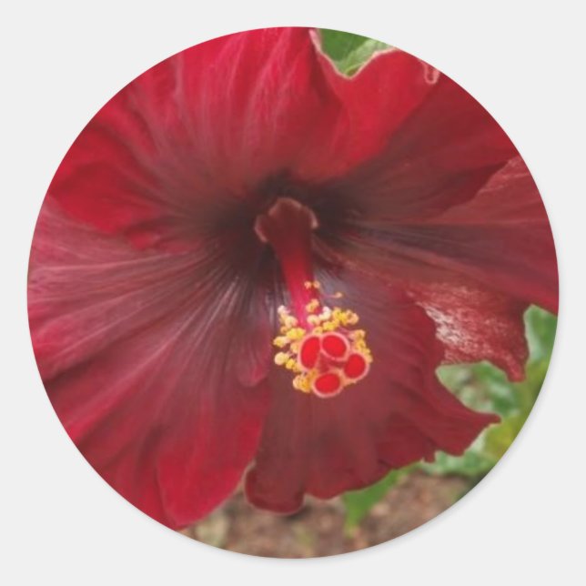 Adesivo Redondo planta hibiscus vermelha do Havaí (Frente)
