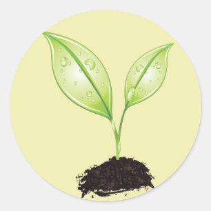 Adesivo Redondo Planta ~ Planta Terra Verde Folha e Sementes Raiz