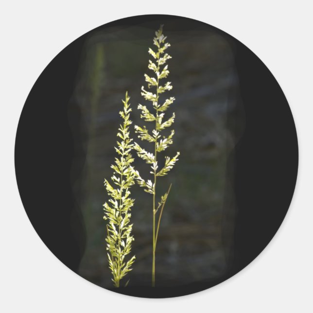 Adesivo Redondo Planta Verde (Frente)