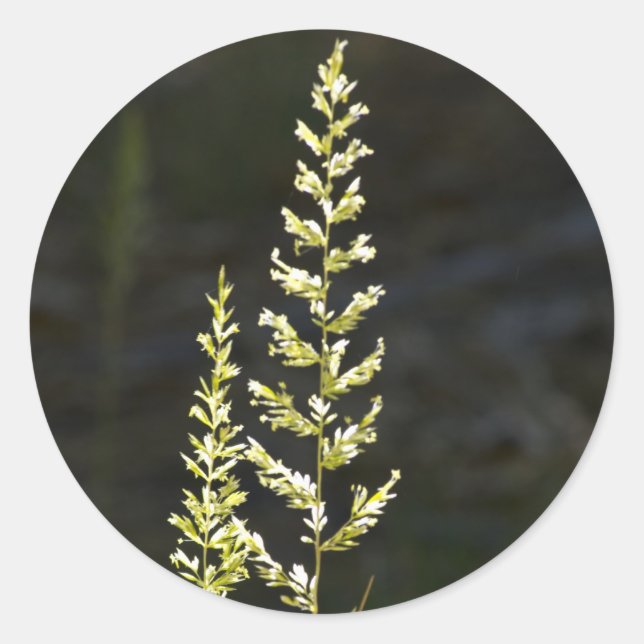 Adesivo Redondo Planta Verde (Frente)