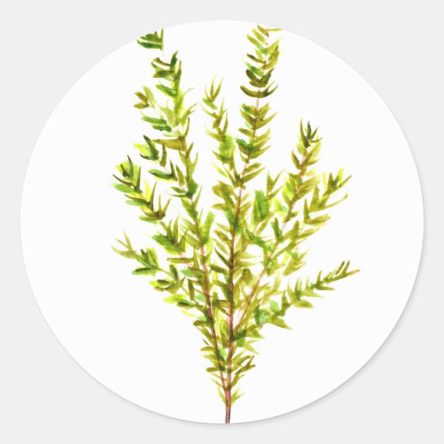 Adesivo Redondo Plantas aromáticas por tomilho (Frente)