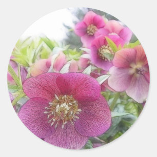 Adesivo Redondo Plantas constantes - Hellebore roxo