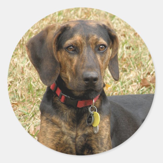 Adesivo Redondo Plott Hound (Frente)