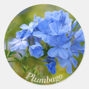 Adesivo Redondo Plumbago - o verão azul floresce a imagem