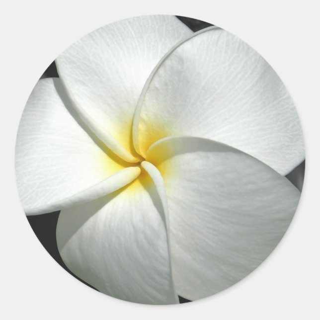 Adesivo Redondo Plumeria Sticker (Frente)