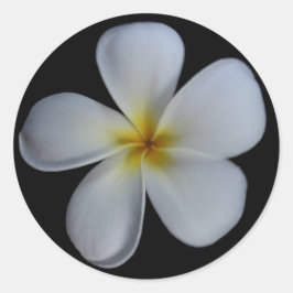 Adesivo Redondo Plumeria Stickers