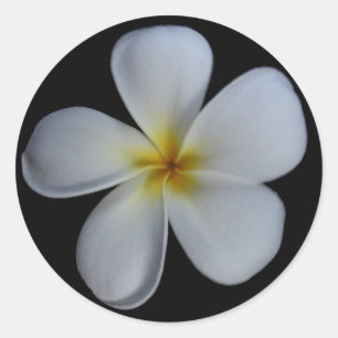 Adesivo Redondo Plumeria Stickers