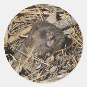 Adesivo Redondo Pocket Gopher