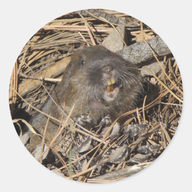 Adesivo Redondo Pocket Gopher (Frente)