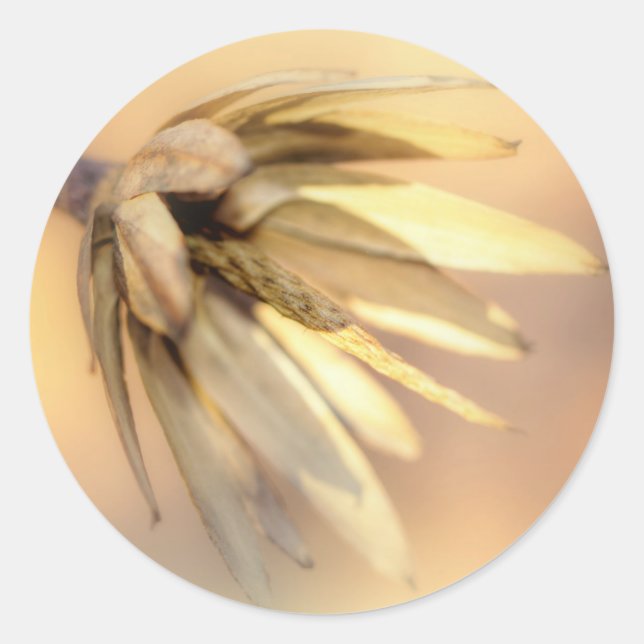 Adesivo Redondo Pod de Semente Vazia do Poplar (Frente)