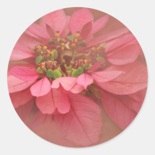 Adesivo Redondo Poinsettias com Rubor Rosa Arte Digital