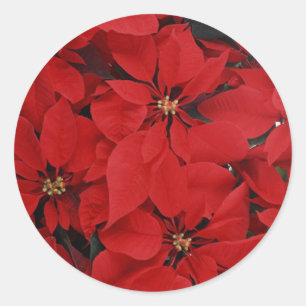 Adesivo Redondo Poinsettias para o Natal
