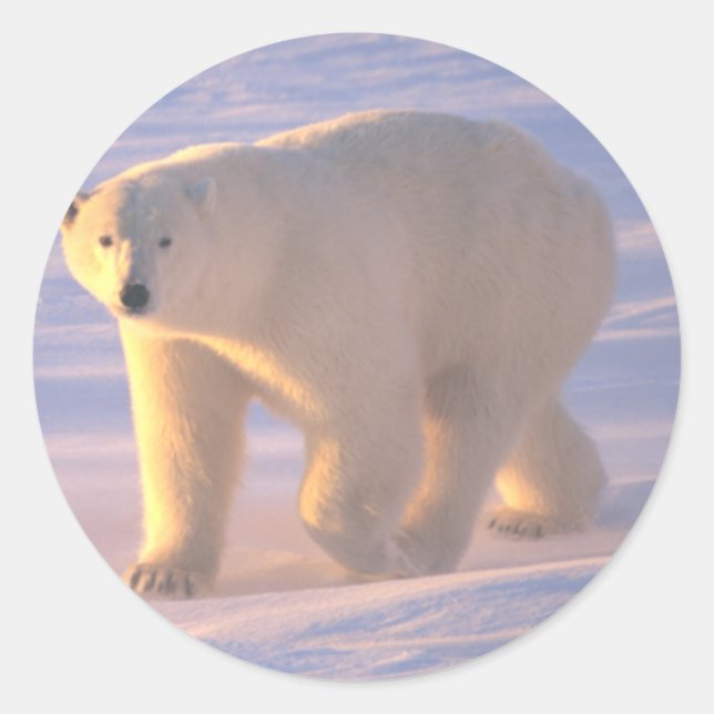 Adesivo Redondo Polar Bear Morn 2 (Frente)