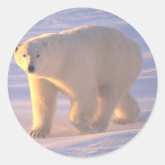 Adesivo Redondo Polar Bear Morn 2
