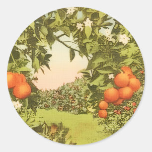 Adesivo Redondo Pomar de Laranja Vintage