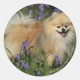 Adesivo Redondo Pomeranian que olha a câmera nos Bluebells