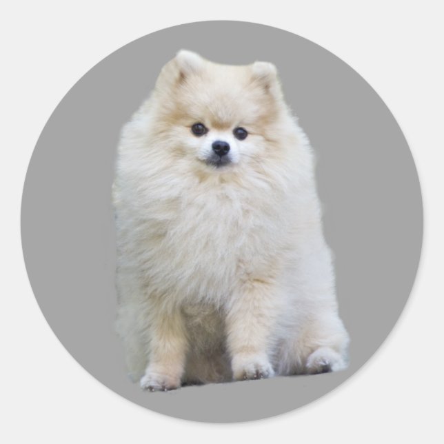 Adesivo Redondo Pomeranian Sticker (Frente)