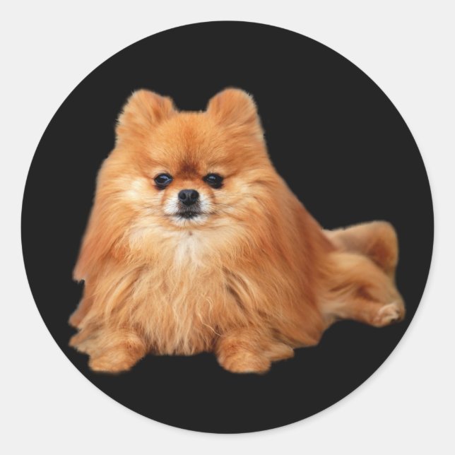 Adesivo Redondo Pomeranian Sticker (Frente)