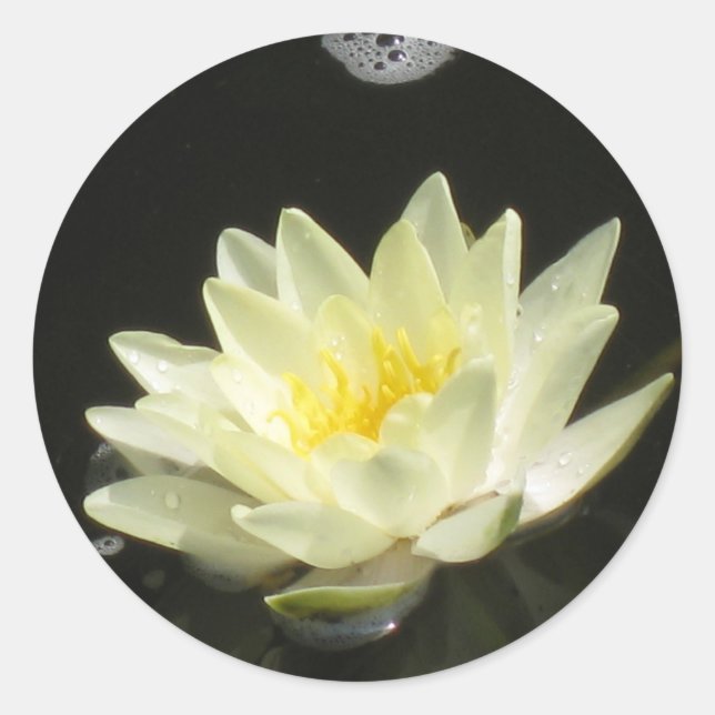 Adesivo Redondo Pond Lily Sticker Amarelo (Frente)