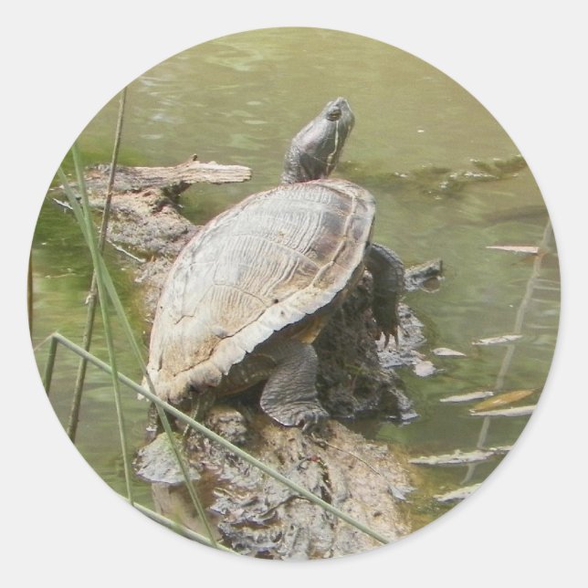 Adesivo Redondo Pond Turtle Stickers (Frente)