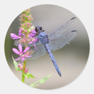Adesivo Redondo Pondhawk oriental