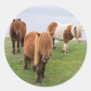 Adesivo Redondo Pôneia Shetland em Pastagem Perto de Falésias Alta