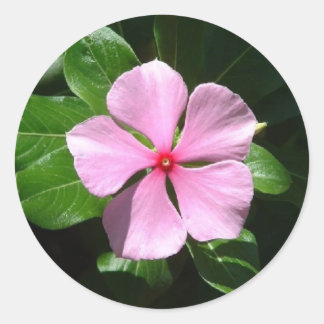 Adesivo Redondo Ponto Rosa