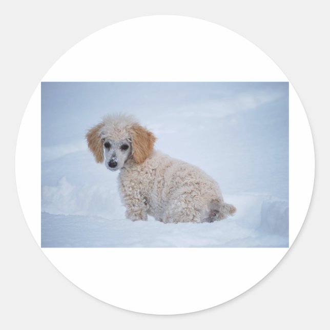 Adesivo Redondo Poodle Branca em precioso Puppy na neve (Frente)