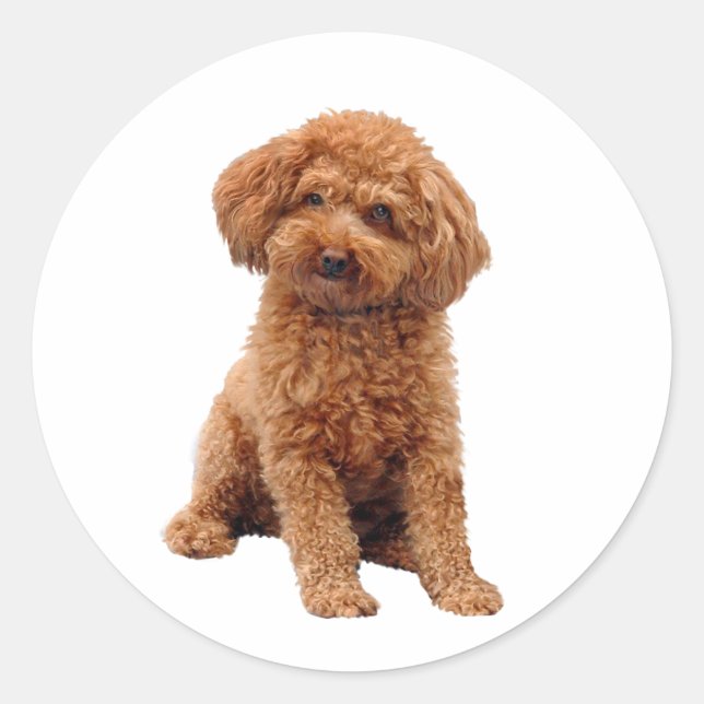 Adesivo Redondo Poodle - Brinquedo (Damasco) (Frente)