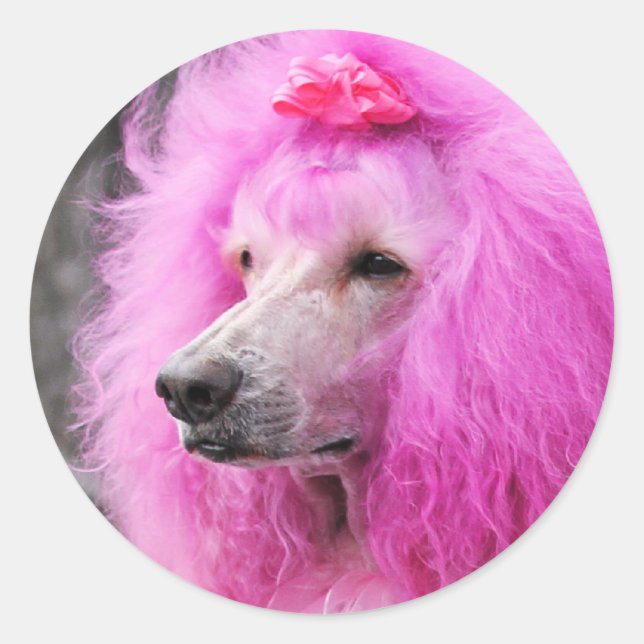 Adesivo Redondo Poodle Day 2010 #11 (Frente)