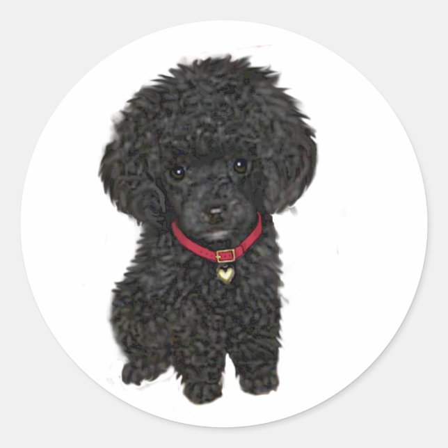 Adesivo Redondo Poodle Miniatura ou Brinquedo - Preto 1 (Frente)