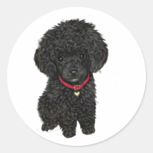 Adesivo Redondo Poodle Miniatura ou Brinquedo - Preto 1