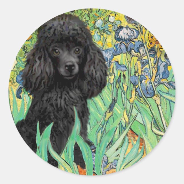 Adesivo Redondo Poodle (preto 1) - Íris (Frente)