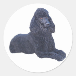 Adesivo Redondo Poodle Sticker