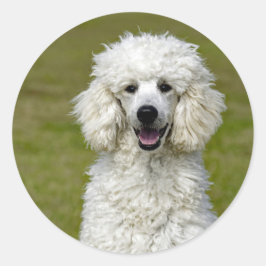 Adesivo Redondo Poodle White Dog Photo
