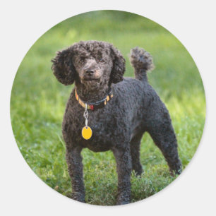 Adesivo Redondo Poodles