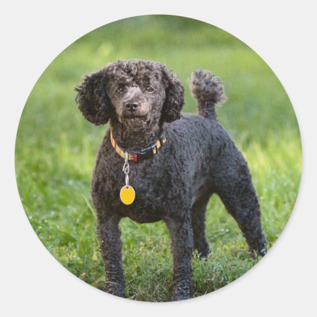 Adesivo Redondo Poodles (Frente)