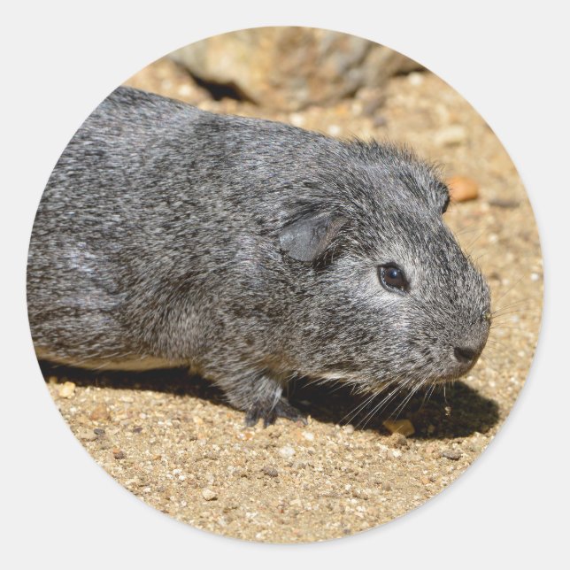 Adesivo Redondo Porco-guincho andando na areia (Frente)
