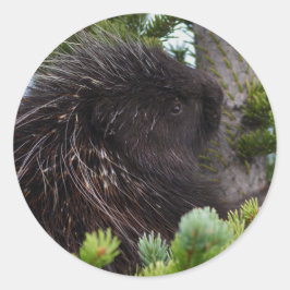 Adesivo Redondo porcupina