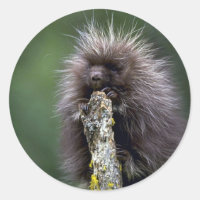 Porcupine-Summer-Young