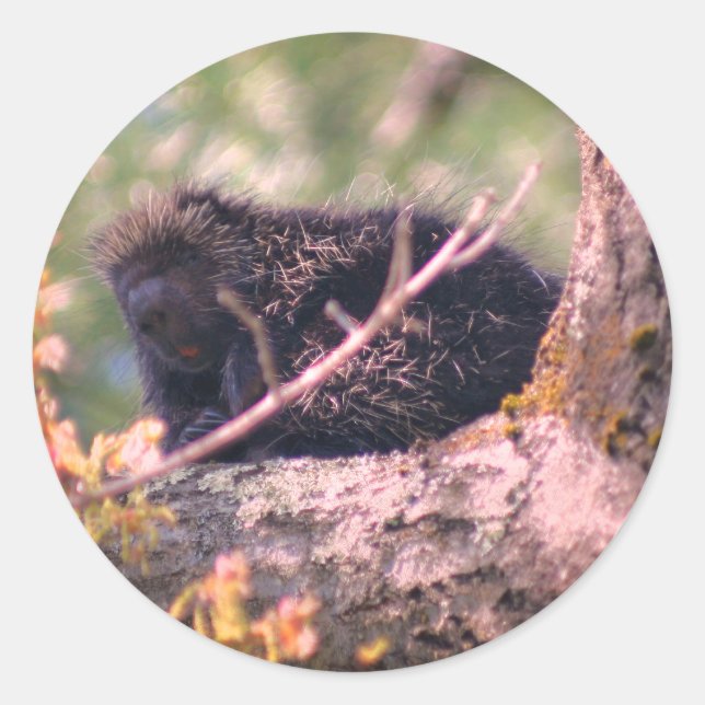 Adesivo Redondo Porcupine Wildlife Animal (Frente)