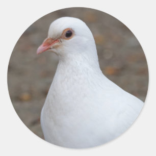 Adesivo Redondo Porta da Paz nos Pebbles