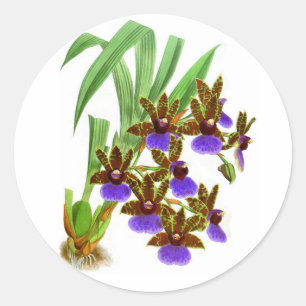 Adesivo Redondo Poster de Flor Orquídea Roxo da Vintage