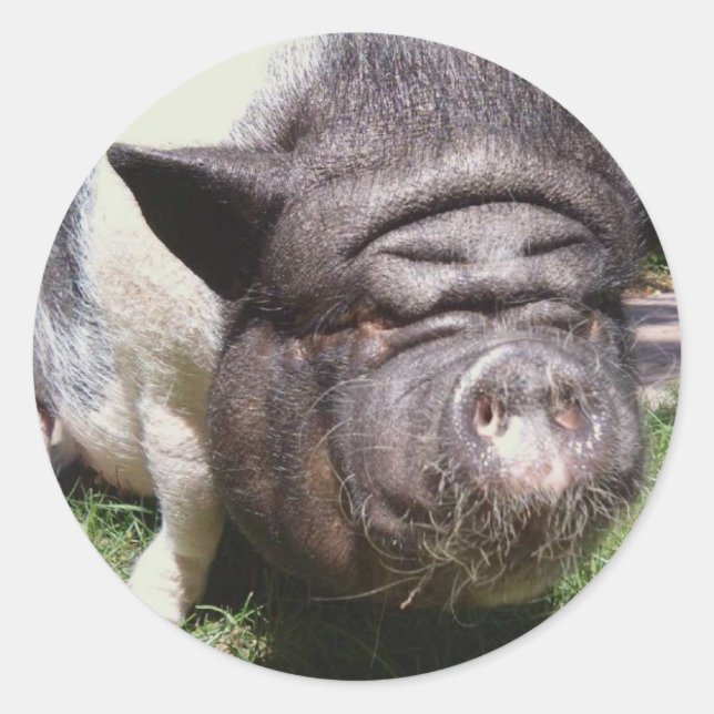 Adesivo Redondo Pote Belly (Frente)