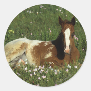 Adesivo Redondo Potro do Appaloosa que estabelece nas flores