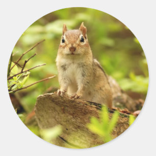 Adesivo Redondo Pouco Chipmunk na vigia